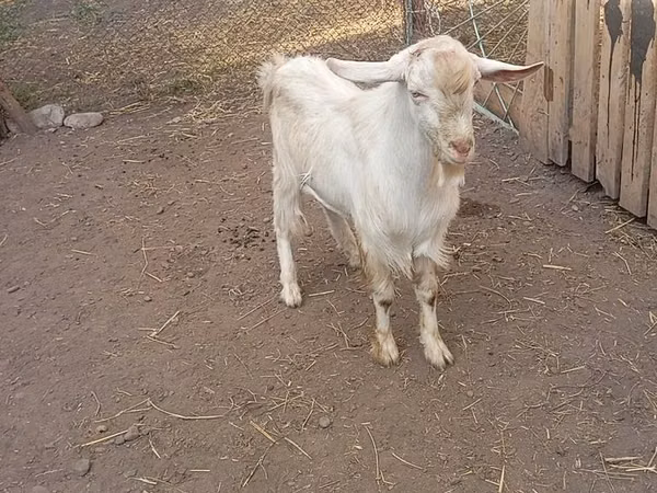 Ziegenbock, Saanen goat
