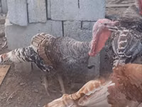 Turkeys — photo 1