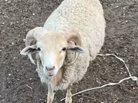 Ram, Merino sheep — photo 1