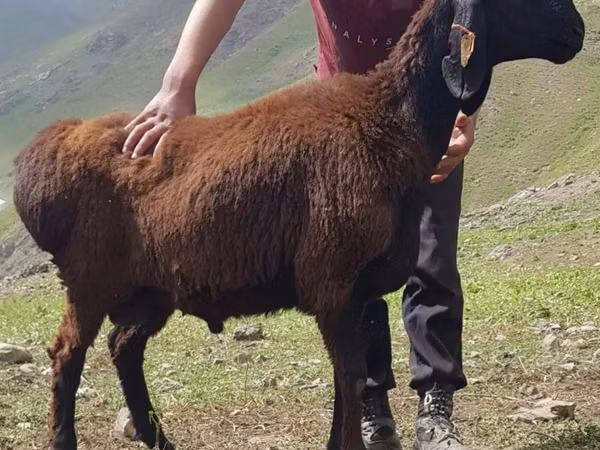 كبش, Blackheaded Persian sheep