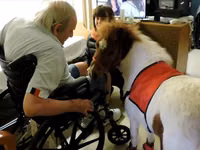 母马, Miniature horse — 照片 4