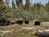 公羊, Rhon sheep — 照片 3