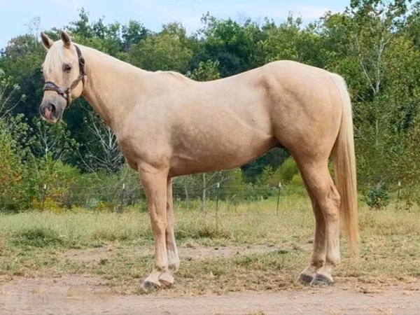 Hengst, Quarter Horse