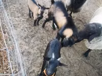 Goat, Goats — photo 1