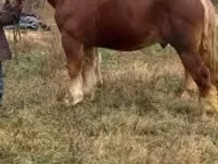 Horse (M), Suffolk Punch — photo 4