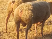 Ram, Rouge de l’Ouest sheep — photo 3