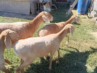 Schaf, Arashan sheep — Foto 1
