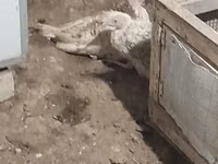Turkeys — الصورة 4