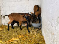बकरी, Italian Alpine goat — फ़ोटो 3