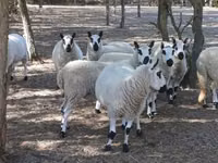 Carnero, Cerry Hill sheep — foto 1