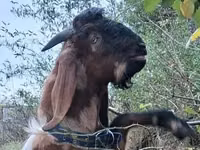Billy Goat, Nubian Goat — photo 3