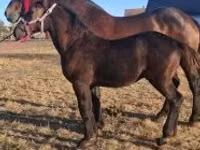 公马, Percheron — 照片 4