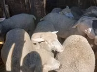 母羊, Sheep — 照片 2