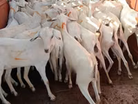 ماعز (دفعة، الجنس غير محدد), Somali goats — الصورة 2