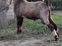 Cabro, Nubian Goat — foto 3