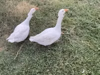 Geese — फ़ोटो 1