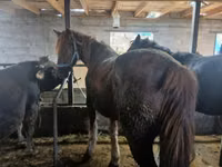 Caballo, Caballos — foto 1