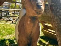 Ziege, Nigerian dwarf goats — Foto 3