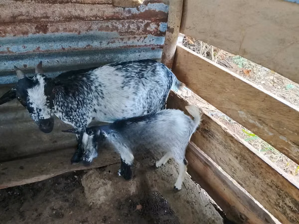 Ziegenbock, Ziegen — Ghana