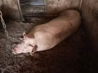 Sow, Pigs — photo 1