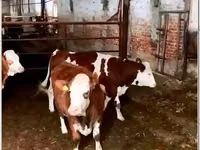 गाय, Simmental cattle — फ़ोटो 3