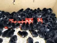 Australorp — photo 6