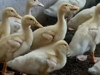 German Pekin — photo 3