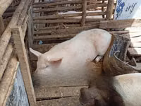 Cerdos (lote, sexo no especificado) — foto 1