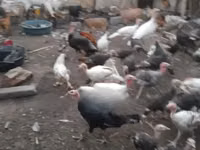 Turkeys — photo 3