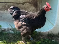Australorp — photo 3
