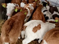 Cattle (batch, sex not specified), Simmental cattle — photo 2