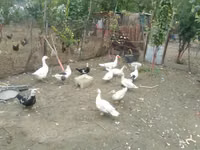 Ducks — الصورة 4