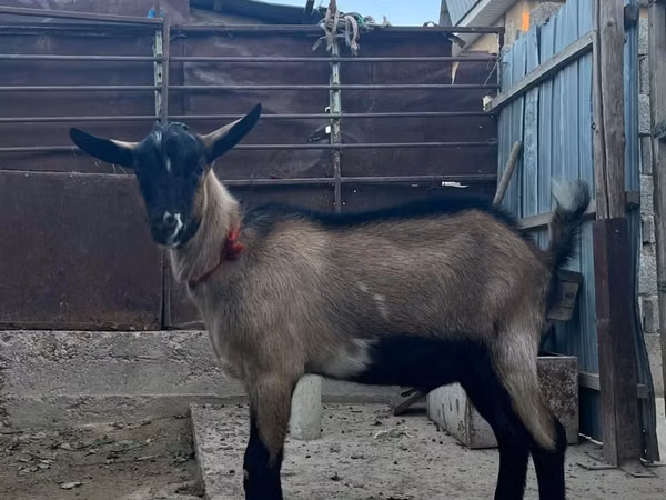 Goats (batch, sex not specified), Goats