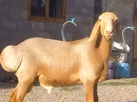 Ram, Arashan sheep — photo 2