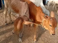 Cow, Brahman — photo 4