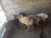 भेड़, भेड़ — फ़ोटो 1
