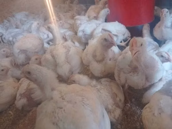 Chickens