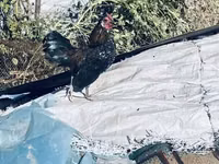 Chickens — फ़ोटो 4