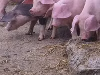 Schweine (Partie, Geschlecht nicht angegeben), Schweine — Foto 7