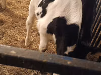 Toro, Russian Black pied cattle — foto 2