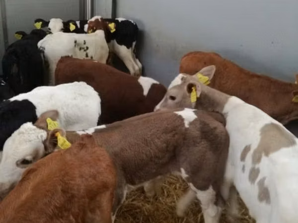 牛只（批次，未指定性别）, Simmental cattle