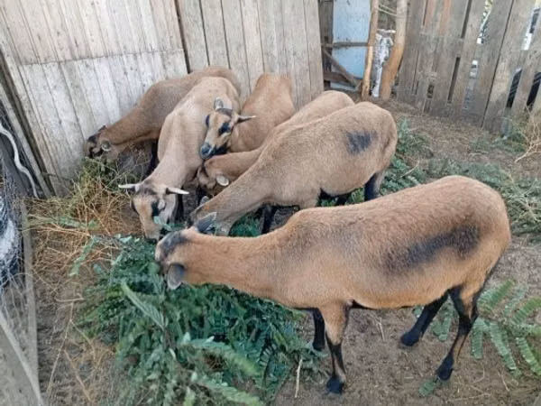 母羊, Cameroon sheep