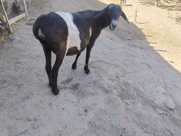 Sheep, Sheep
