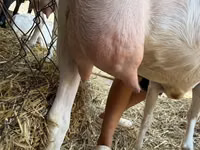 母山羊, Saanen goat — 照片 8