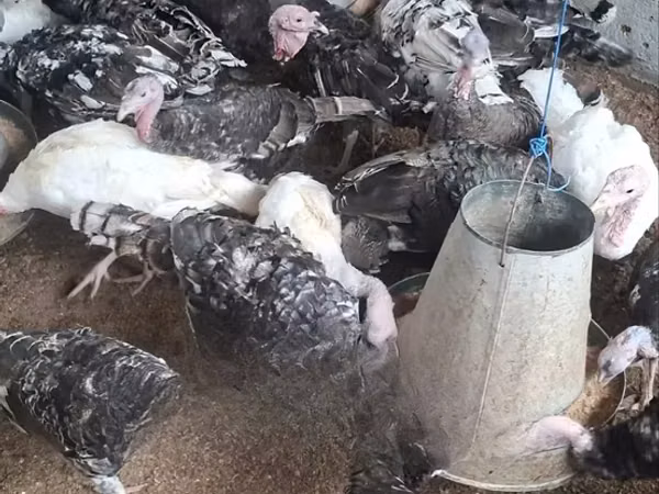 Turkeys