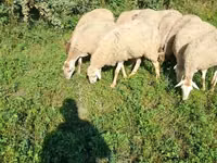 Oveja, Karabakh sheep — foto 4