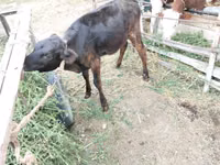 Vaca, Ganado vacuno — foto 6