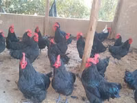 Australorp — photo 1