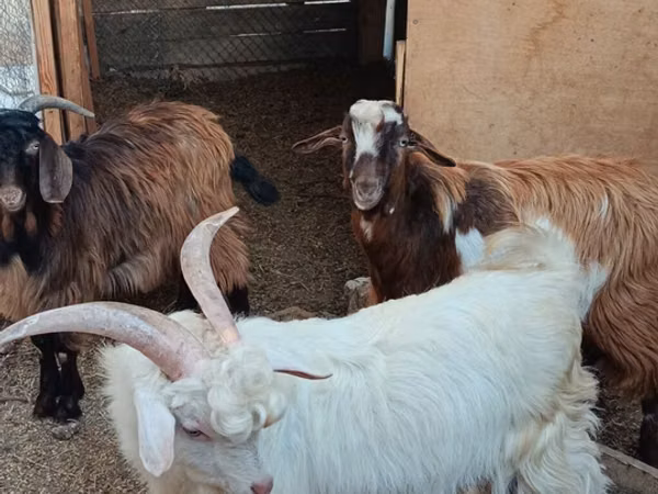 Goats (batch, sex not specified), Goats