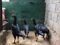 Shamo chickens — photo 1